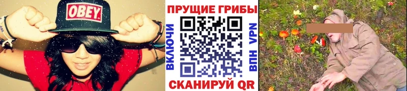 где купить наркоту  Красный Кут  Псилоцибиновые грибы Psilocybe 